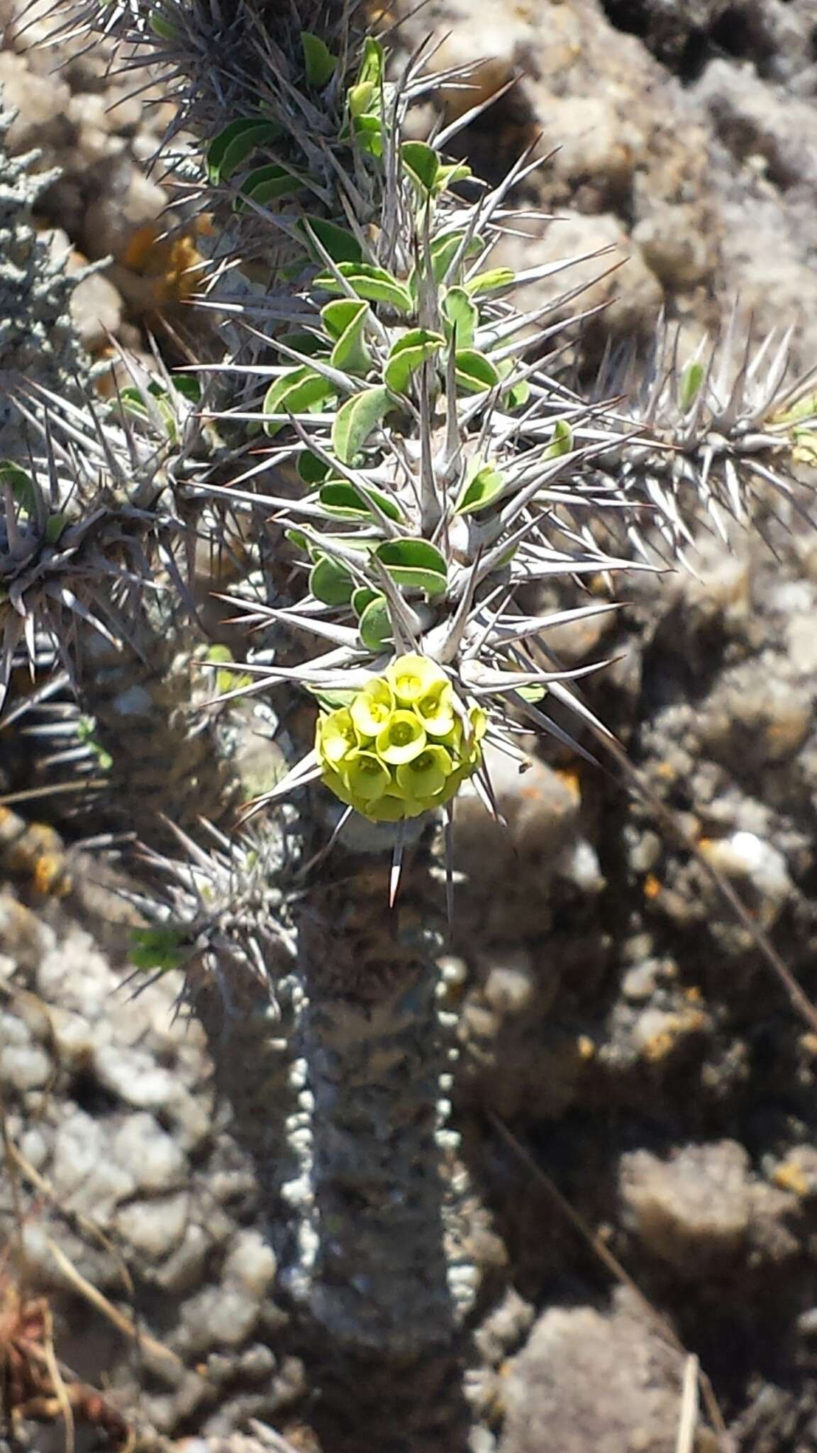 Euphorbia didiereoides Denis ex Leandri resmi