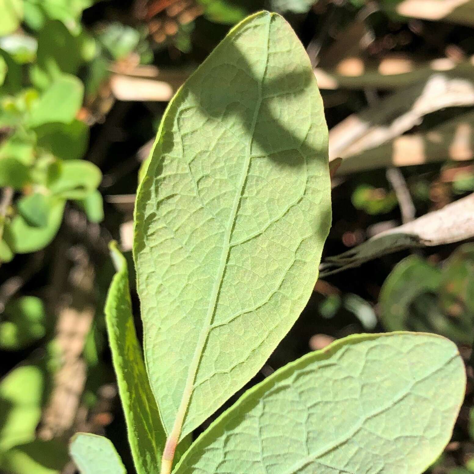 Image of Hairy-Twig Huckleberry