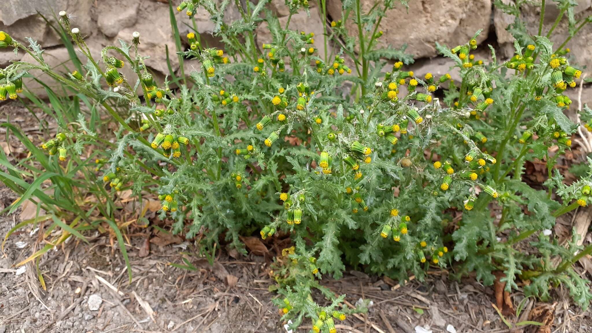 Image of Senecio vulgaris subsp. vulgaris