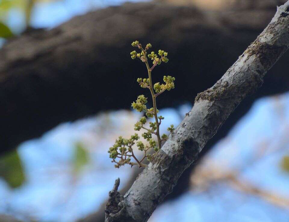 Ziziphus rugosa Lam. resmi