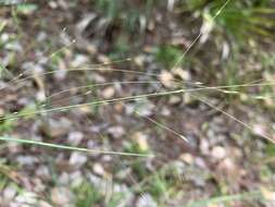 Plancia ëd Eragrostis refracta (Muhl.) Scribn.