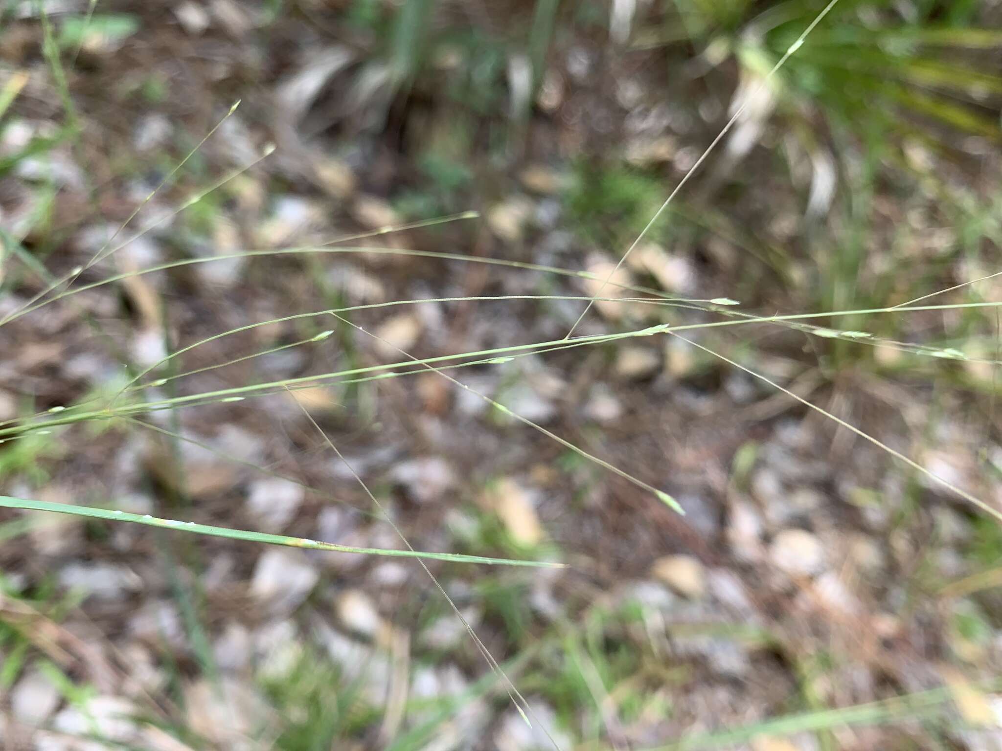 Plancia ëd Eragrostis refracta (Muhl.) Scribn.