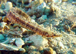 Image of Obscure pipefish