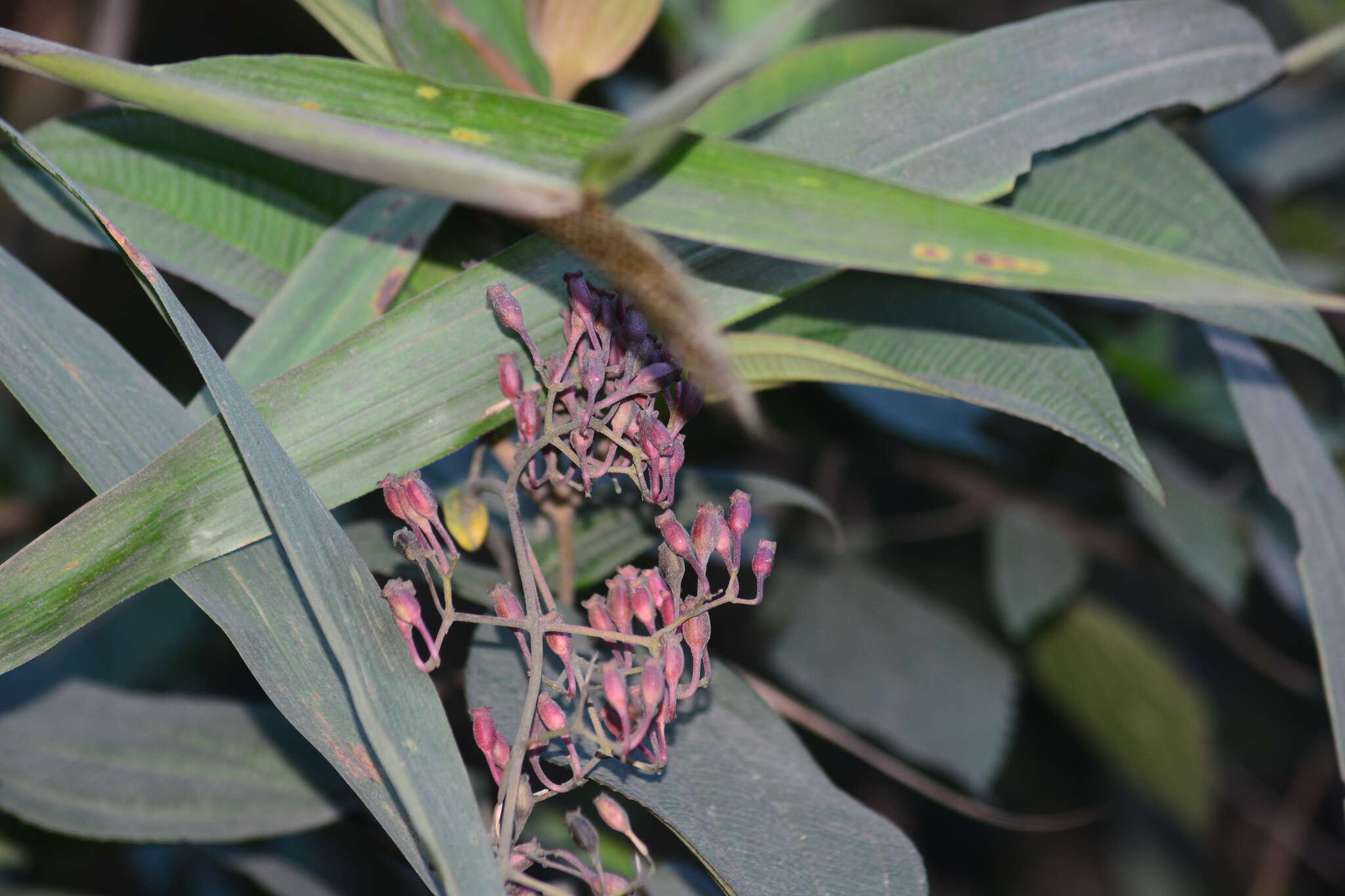 Image de Oxyspora paniculata (D. Don) DC.