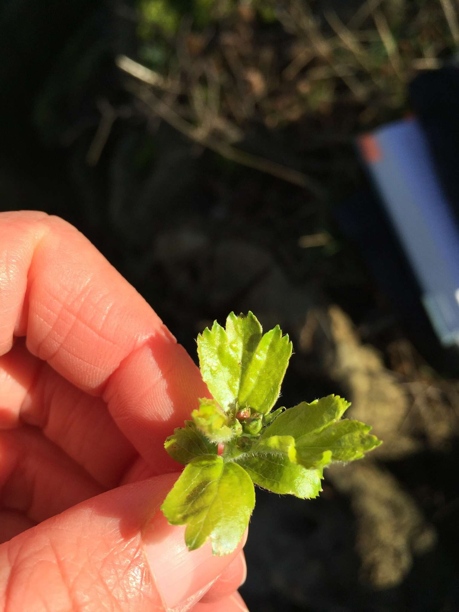 Imagem de Crataegus laevigata (Poir.) DC.