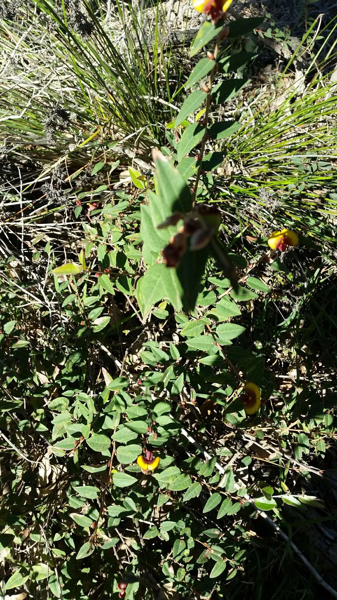 Plancia ëd Bossiaea ornata Benth.