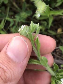 Image de Cryptantha texana (A. DC.) Greene