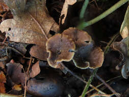 Image of Craterellus undulatus