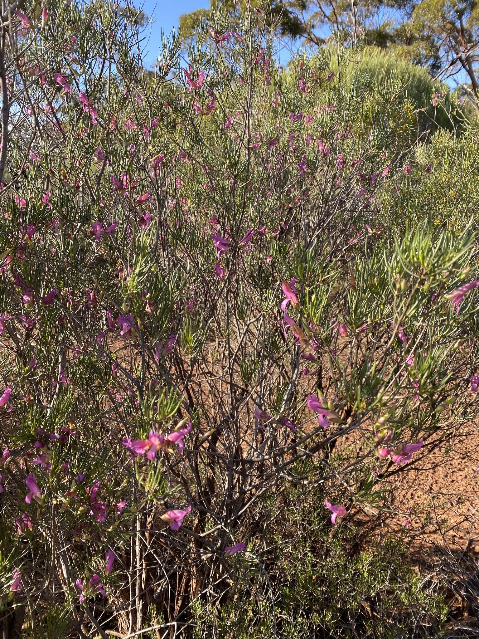 Imagem de Eremophila alternifolia R. Br.