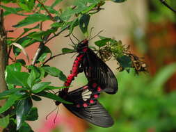 Image of Common Rose Butterfly