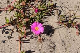 Image of Jordaaniella maritima (L. Bol.) van Jaarsv.