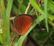 Image of cedar bush-brown