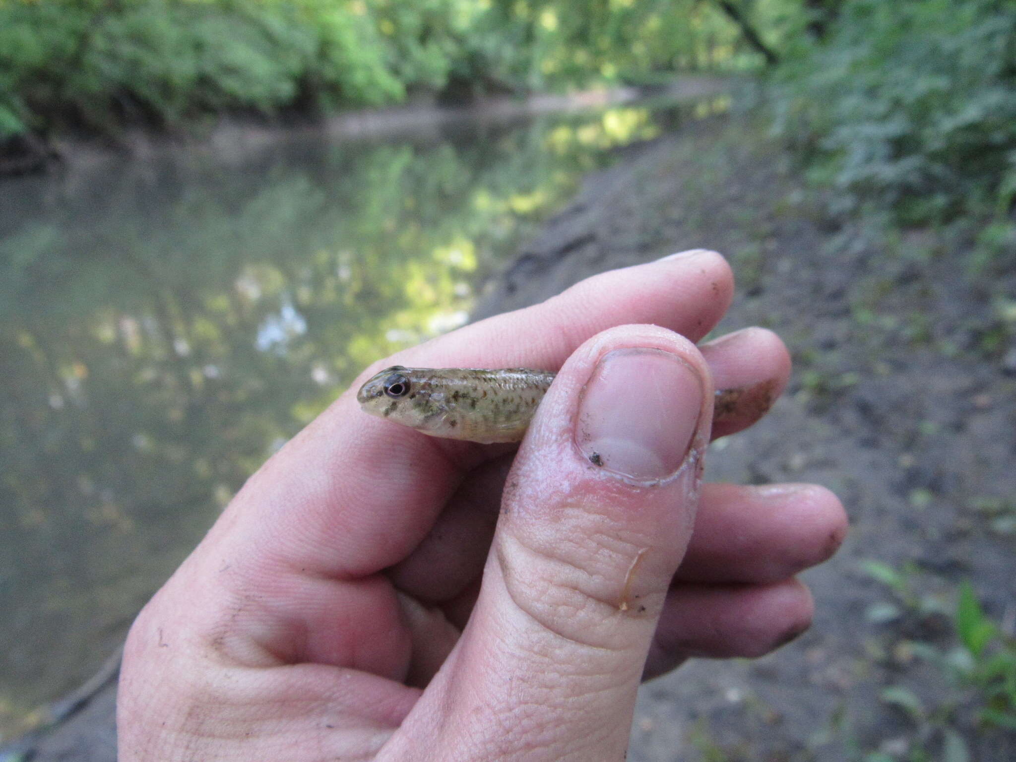 Слика од Etheostoma blennioides Rafinesque 1819