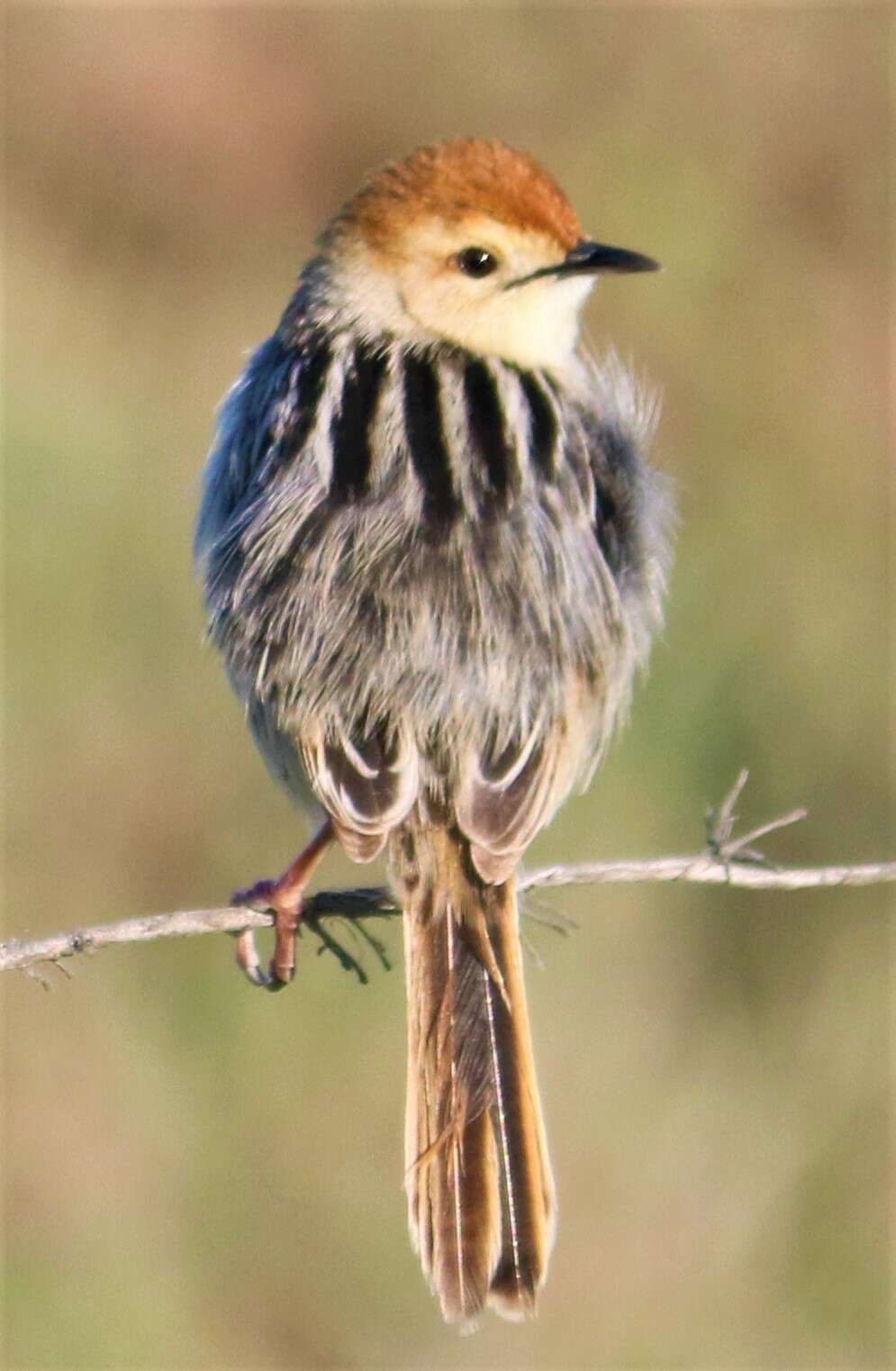 Image of Cisticola tinniens tinniens (Lichtenstein & Mhk 1842)