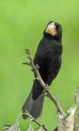 Image of Nicaraguan Seed Finch