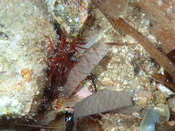 Image of Mediterranean cleaner shrimp