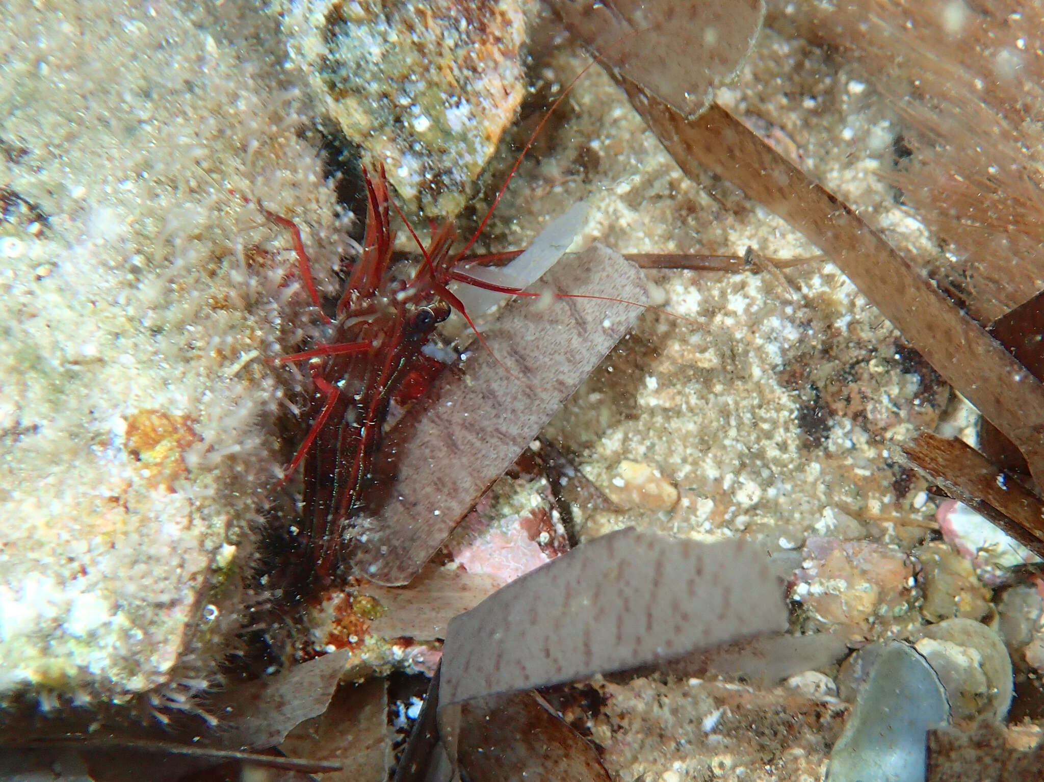 Image of Mediterranean cleaner shrimp