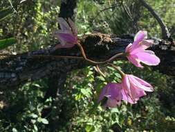 Image of Laelia eyermaniana Rchb. fil.