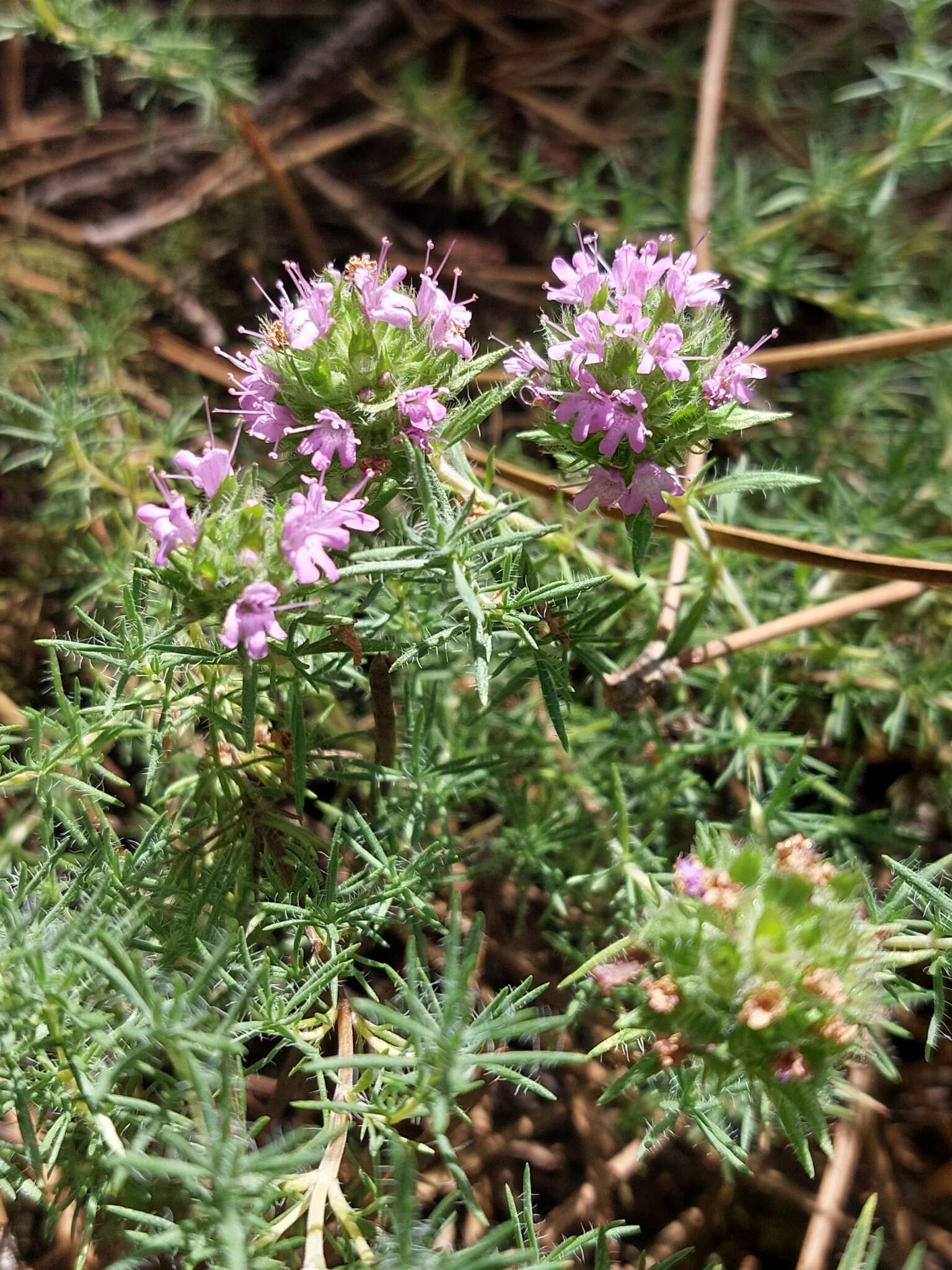 Image of Thymus villosus L.