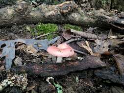 Image of Russula subtilis Burl. 1924