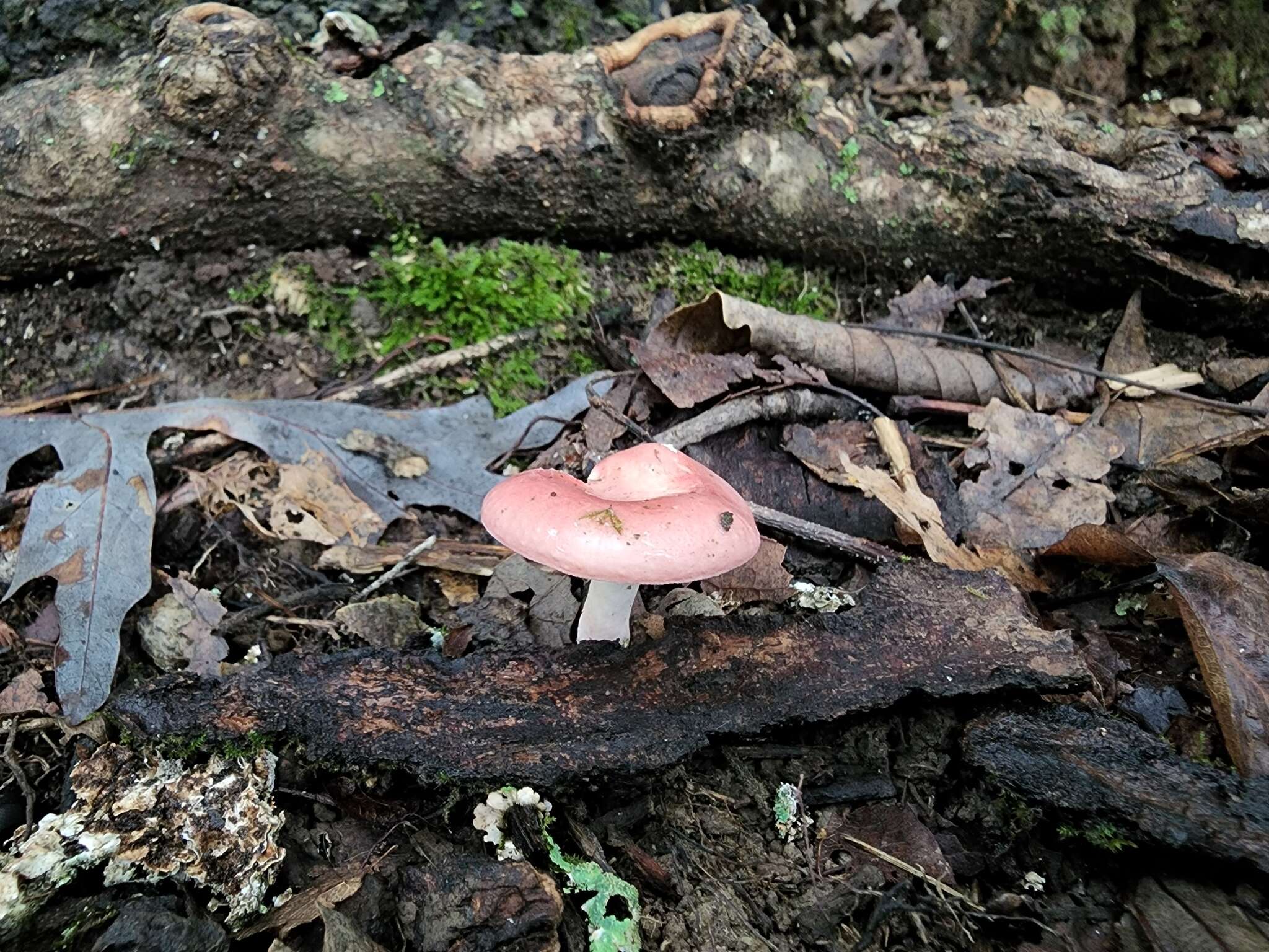 Image of Russula subtilis Burl. 1924