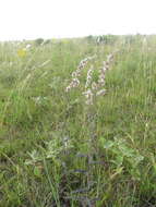 Image de Pterocaulon cordobense Kuntze