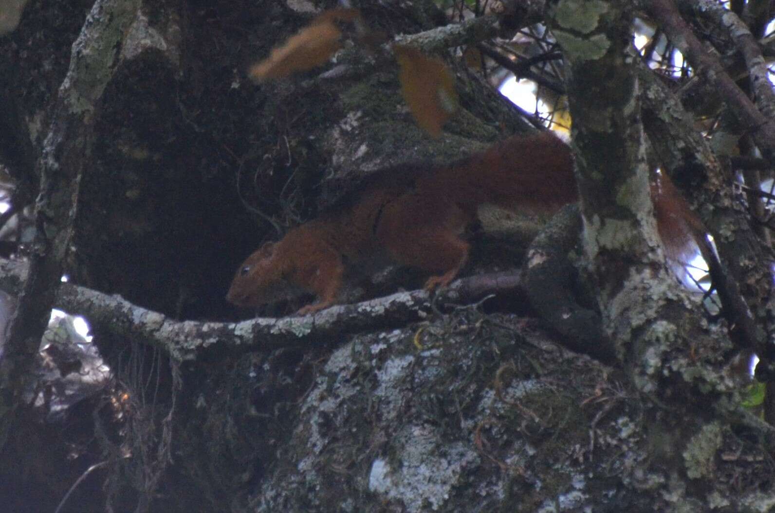 Image of Black And Red Bush Squirrel
