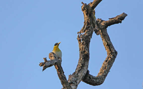 Image of Black-headed Woodpecker