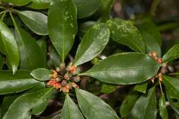 Pittosporum coccineum (Montrouzier) Beauvisage的圖片