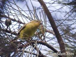 Image of Yellow Thornbill