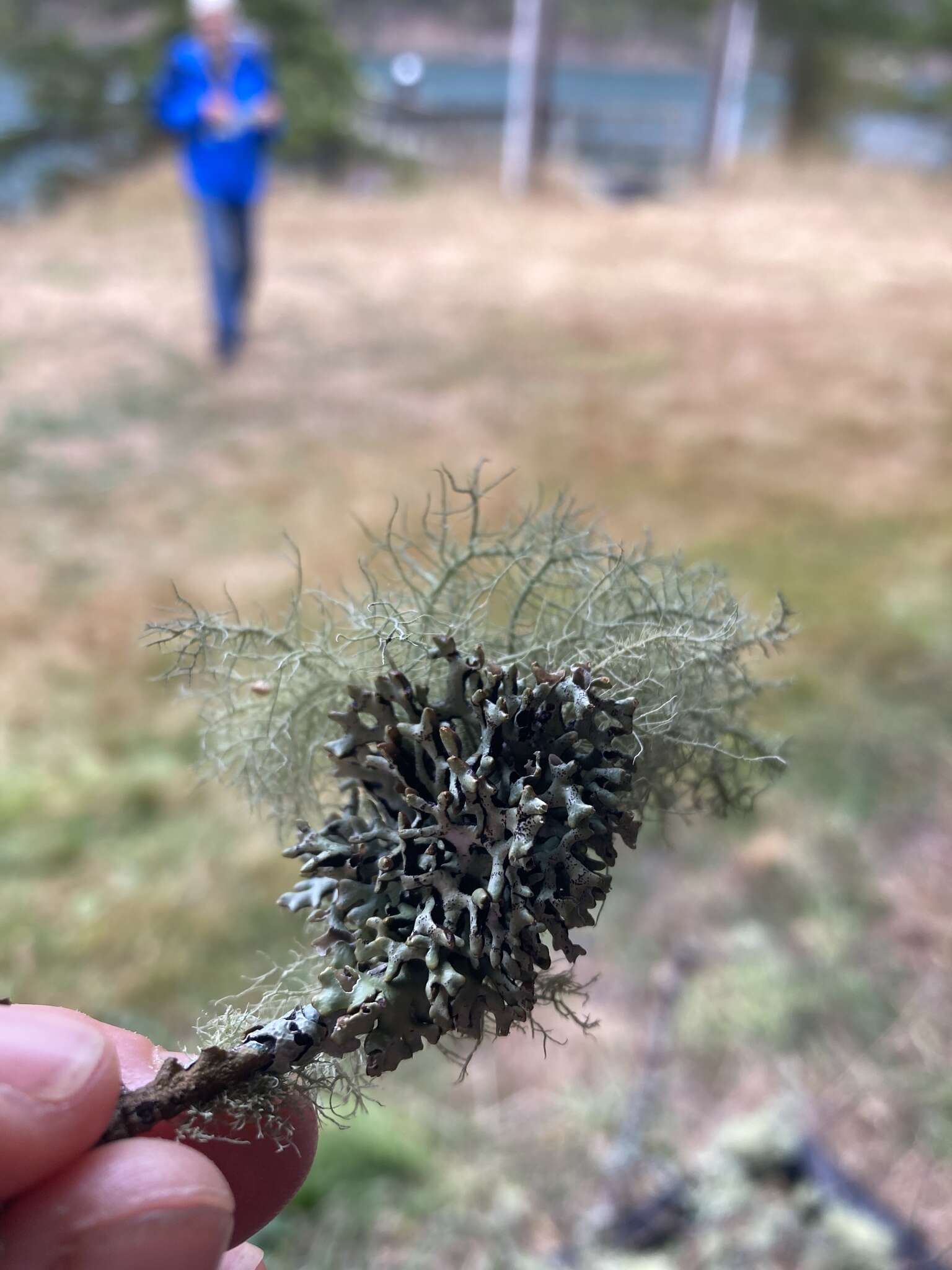 Image of inactive tube lichen