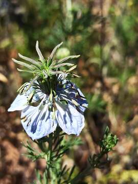 Imagem de Nigella gallica Jordan