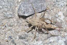 Image of Ateloplus notatus Scudder & S. H. 1901