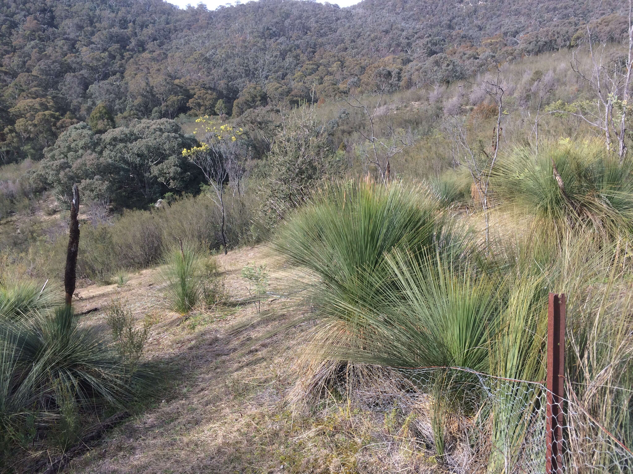 Image of Xanthorrhoea glauca subsp. angustifolia D. J. Bedford