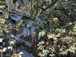 Plancia ëd Trichodesma calycosum Collett & Hemsl.