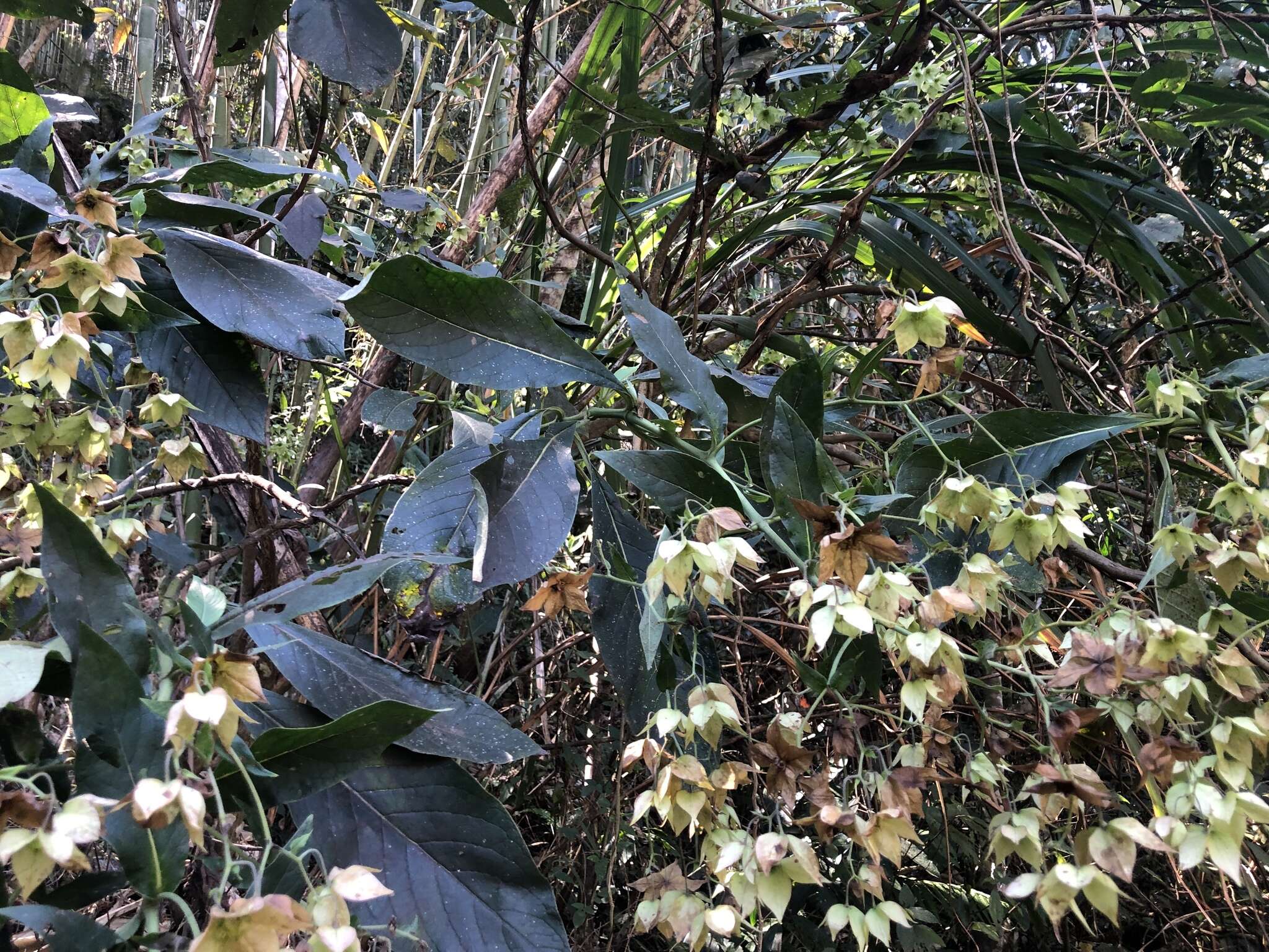 Image of Trichodesma calycosum Collett & Hemsl.