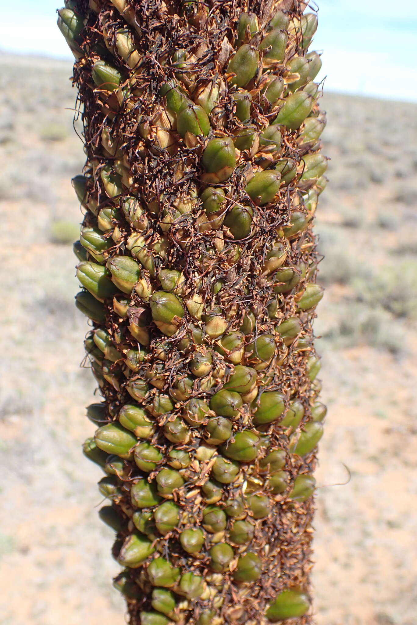 Aloe broomii Schönland resmi