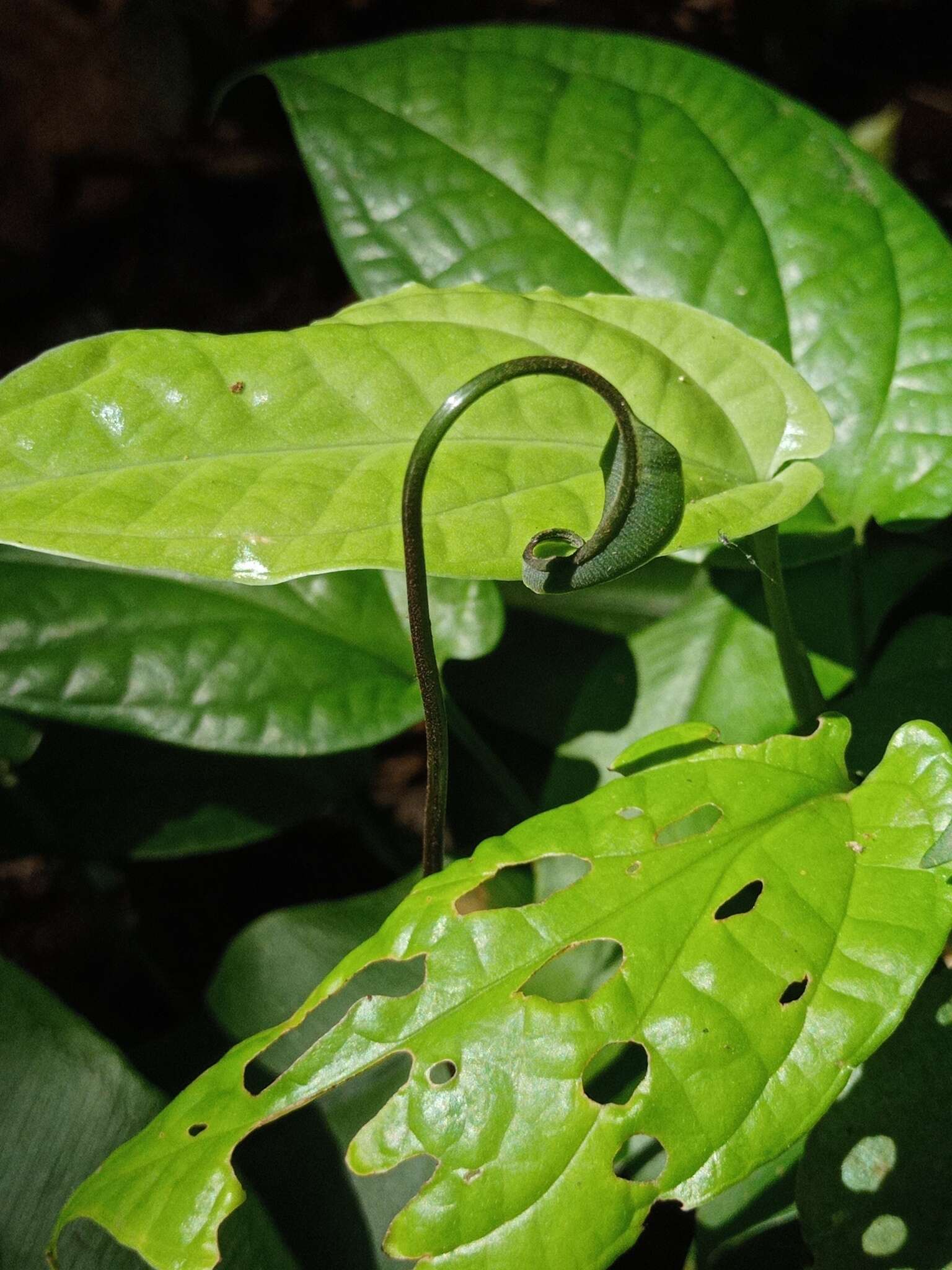 Plancia ëd Syngramma alismifolia (C. Presl) J. Sm.