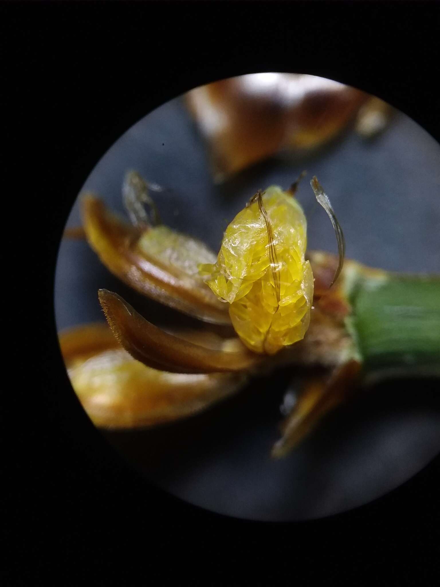 Image of Louisiana Yellow-Eyed-Grass