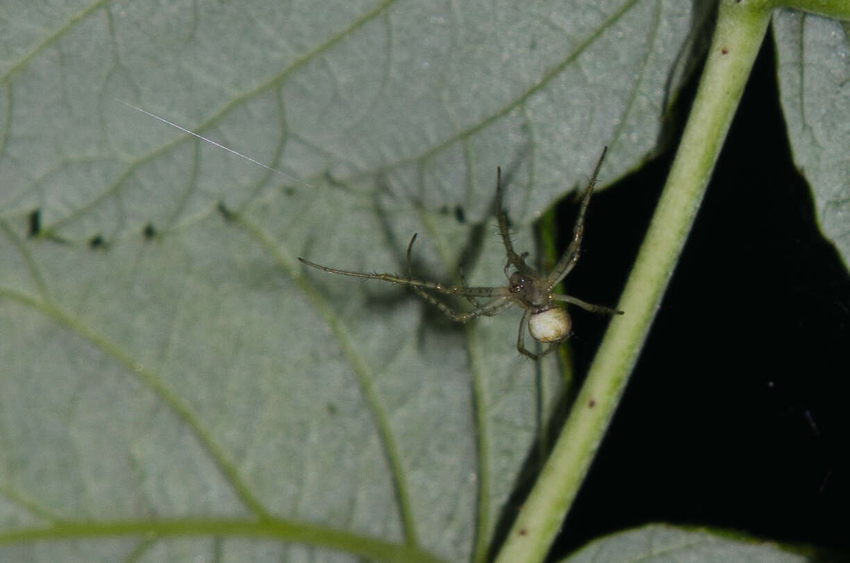 Image of Metellina segmentata (Clerck 1757)