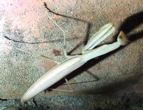 Image de Mantis religiosa eichleri Bazyluk 1960