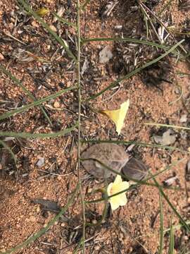 Imagem de Xenostegia tridentata (L.) D. F. Austin & Staples