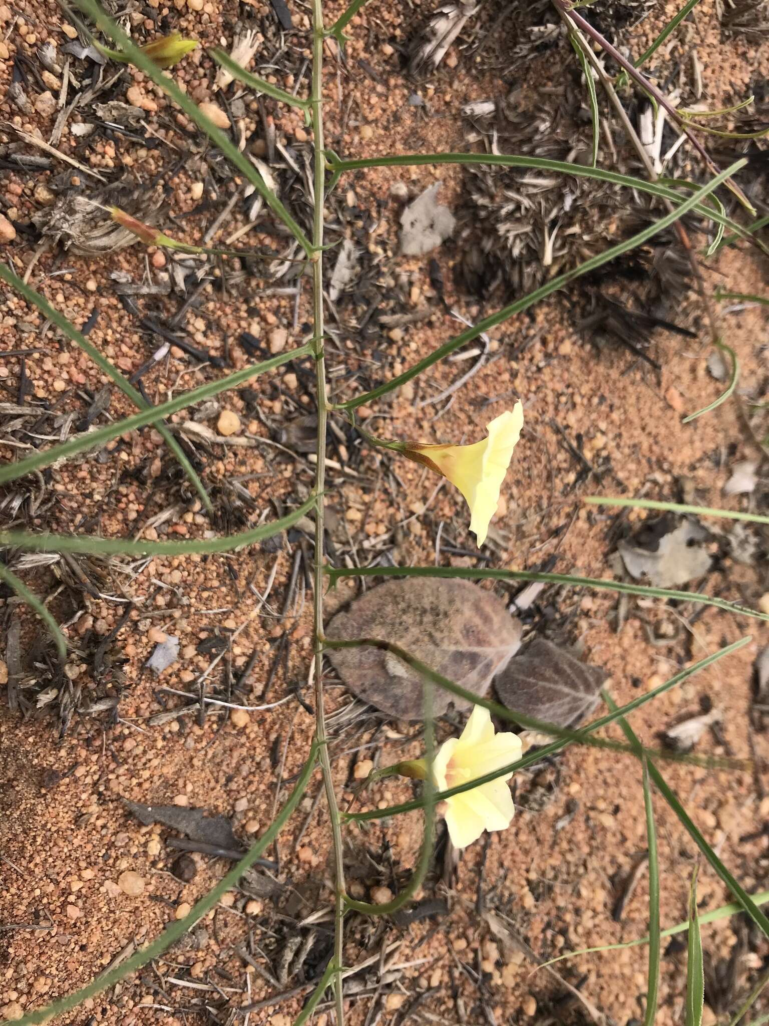 Image of African morningvine