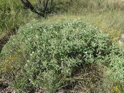 Image of Chinese thorn-apple