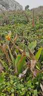 Image of Aechmea comata (Gaudich.) Baker