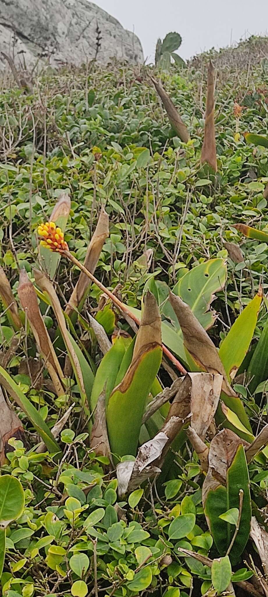 Image of Aechmea comata (Gaudich.) Baker