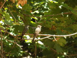 Image of Eastern Wood Pewee