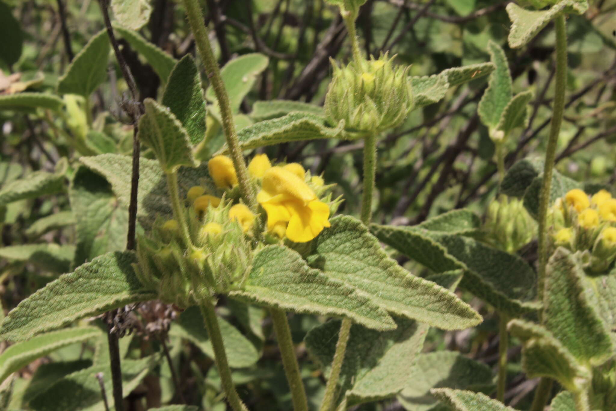 Image of Phlomis viscosa Poir.