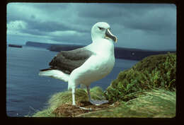 Image of Grey-headed Albatross