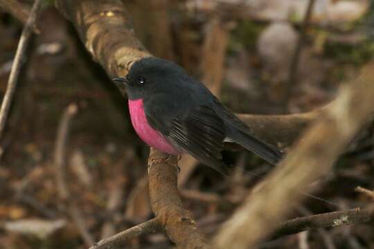 Image of Pink Robin